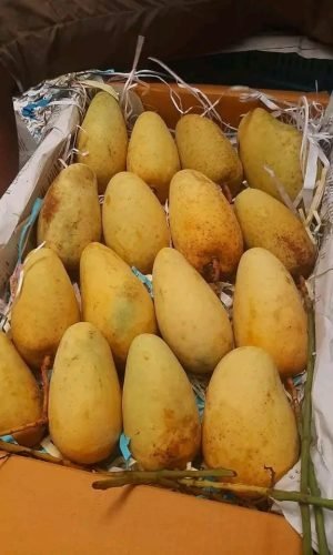 WhatsApp-Image-2025-12-23-at-10.41.50-AM-1-rgkl1x8q5am3m6p3g2pqefpmv1n3otcdg61howdwnc