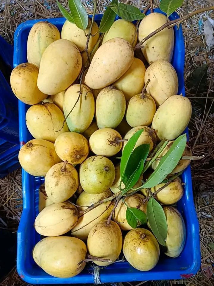 WhatsApp-Image-2025-12-23-at-10.41.51-AM