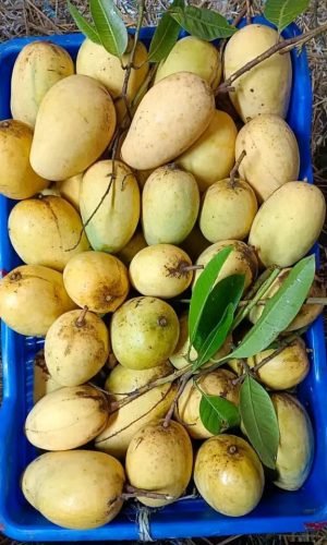 WhatsApp-Image-2025-12-23-at-10.41.51-AM-rgkl23tlh4v3vgfjdnk4dw1v0qqo6p2ht2lw1u45fs